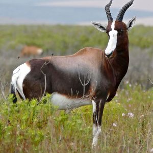 Bontebok