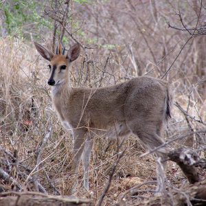 Duiker Grey