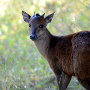 Duiker Blue