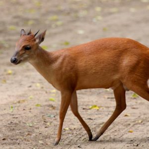 Duiker Red