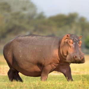 Hippopotamus