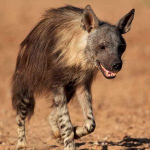 Brown Hyena