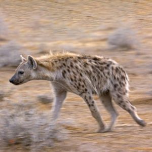 Spotted Hyena