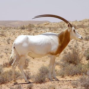 Scimitar Oryx