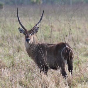 Waterbuck