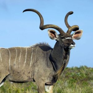 Kudu Greater