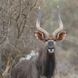 Nyala