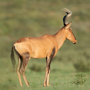 Red Hartebeest