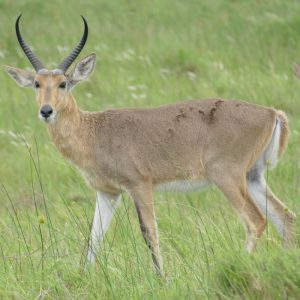 Reedbuck common