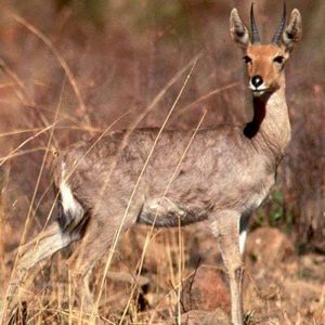 Reedbuck Mountain