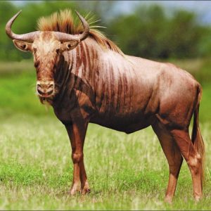 Wildebeest Golden