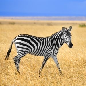 Zebra Burchell