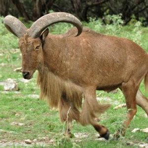 Barbary sheep