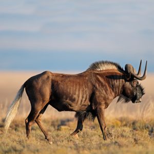 Wildebeest Black