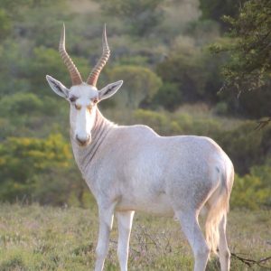 Blesbuck White