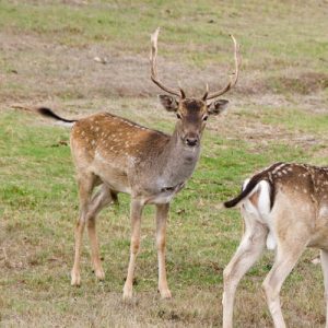 Fallow Deer