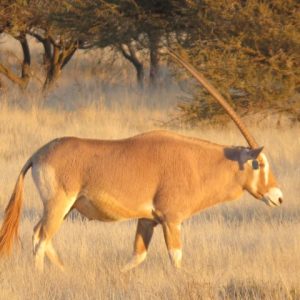 Gemsbuck / Oryx Golden