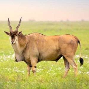 Eland