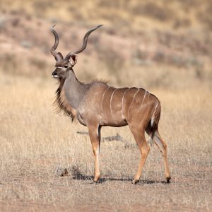 Kudu Cape