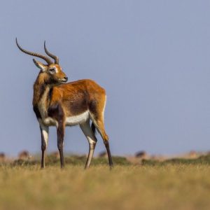 Lechwe