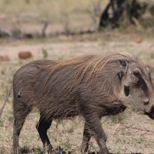 Warthog