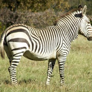 Hartmann Zebra
